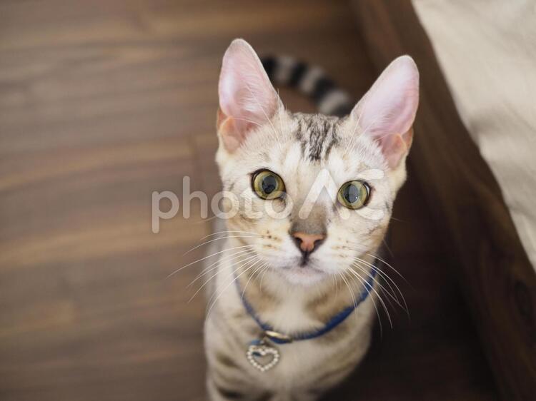 カメラを見ている猫 猫,可愛い,目の写真素材