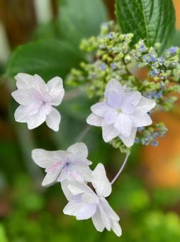 紫陽花 紫陽花の写真