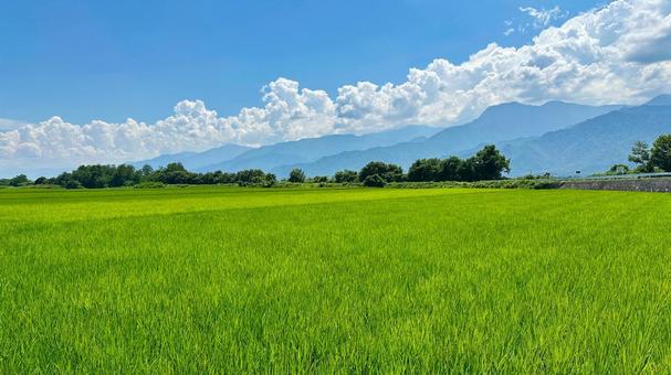 信州の広大な水田 信州の広大な水田の写真