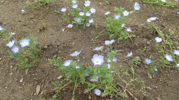 flower, JPG