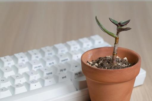白いキーボードと多肉植物のミニ鉢 白いキーボードと多肉植物のミニ鉢 多肉植物,ミニ観葉植物,キーボードの写真素材