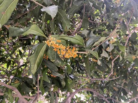 キンモクセイ キンモクセイ,秋,甘い香りの写真素材