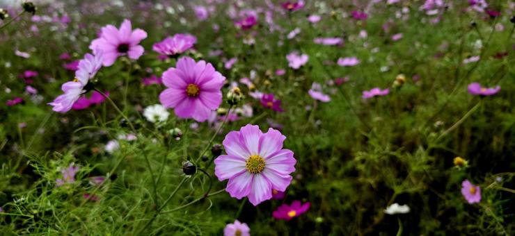 秋桜（コスモス） 花,コスモス,秋桜の写真素材