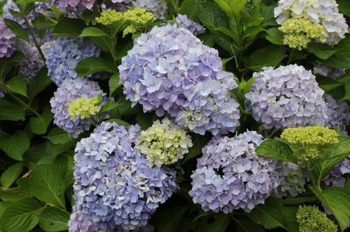 あじさい92 あじさい92 あじさい,紫陽花,アジサイの写真素材