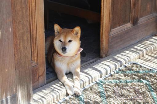 柴犬 柴犬の写真