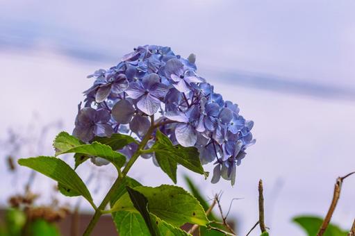 アジサイの花10 アジサイの花10の写真