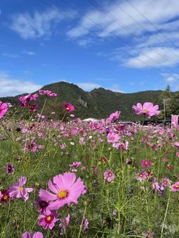 秋桜 秋桜 花,自然,夕日の写真素材
