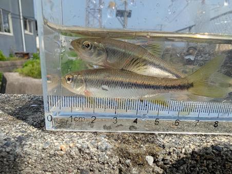 カワムツ カワムツ カワムツ,魚,日淡の写真素材