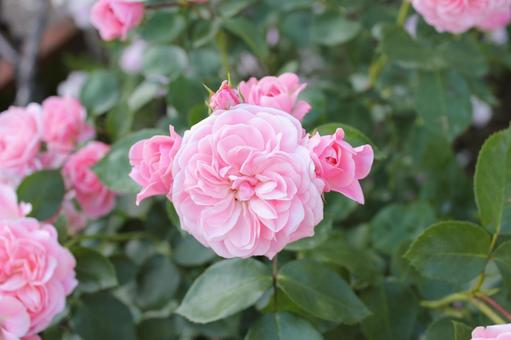 ばら323 バラ,rose,初夏の写真素材