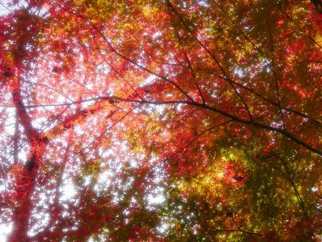 背景に合うイロハモミジの写真