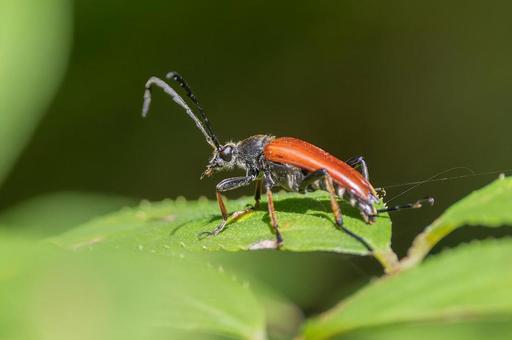 アカハナカミキリ アカハナカミキリの写真