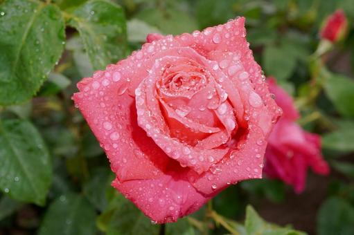 雨に濡れたバラ(マリアカラス)12 雨に濡れたバラ(マリアカラス)12 バラ,薔薇,春バラの写真素材