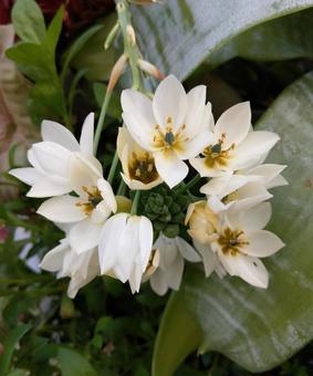オーニソガラム オーニソガラム オーニソガラム,白い花,flowerの写真素材