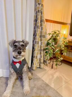 タキシードでキメるワンコ ミニチュア,ミニシュナ,犬の写真素材