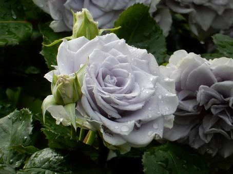 【薔薇の写真】バラの花 【薔薇の写真】バラの花 薔薇,植物,自然の写真素材
