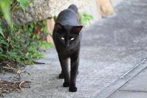 歩く真鍋島の猫 歩く真鍋島の猫 眼,岡山県,真鍋島の写真素材
