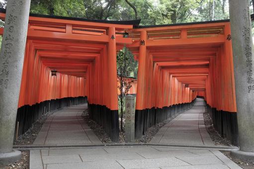 京都伏見稲荷大社の千本鳥居 伏見稲荷,千本鳥居,伏見稲荷大社の写真素材