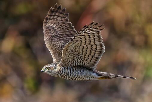 秋の山中を飛行するハイタカ幼鳥 ハイタカ,鷂,灰鷹の写真素材