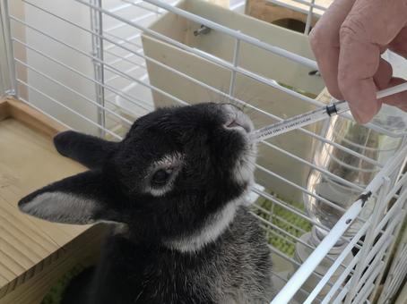 強制給餌中のうさぎ うさぎ,ウサギ,草食動物の写真素材