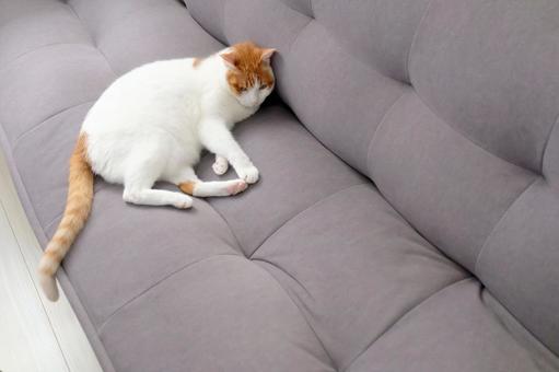 ソファと猫_04 ソファと猫_04 猫画像,ねこ写真,ソファの写真素材