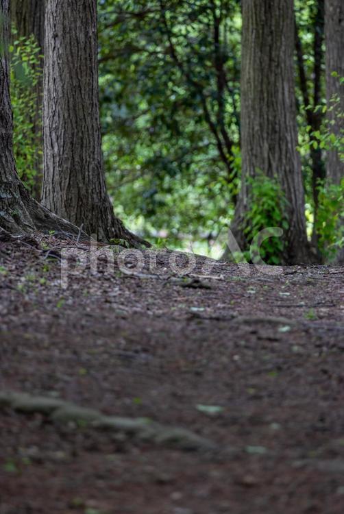 林の中の林道 木,木々,林道の写真素材