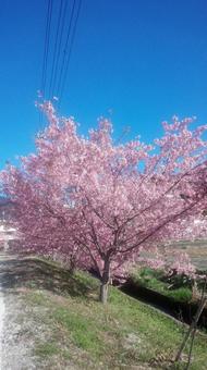河津桜c 河津桜cの写真