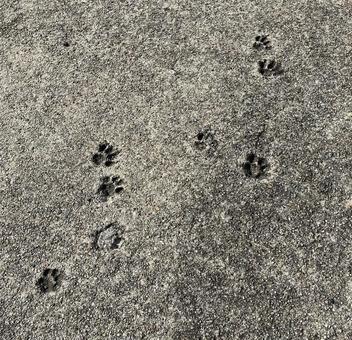 猫の足跡 猫,肉球,足跡の写真素材