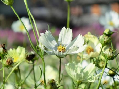 白色のコスモスのクローズアップ コスモス,秋桜,花の写真素材