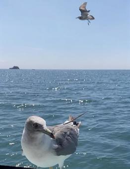 寂しげなカモメ、周囲を気にする カモメ,海,空の写真素材