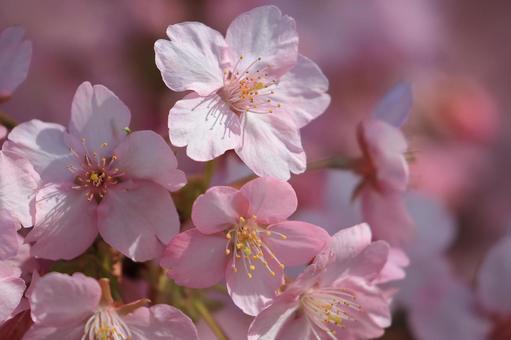 Kawazu cherry blossoms, JPG