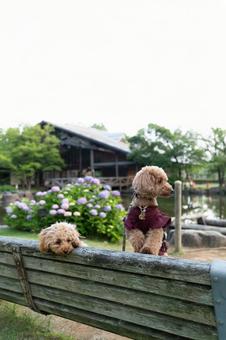 梅雨の公園で散歩するトイプードル 梅雨の公園で散歩するトイプードルの写真