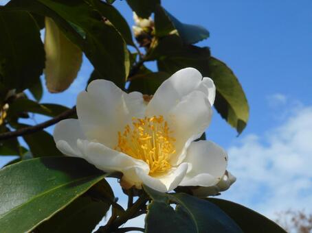 Rose flower shines in the blue sky, kamelie, blumen, pflanze, JPG