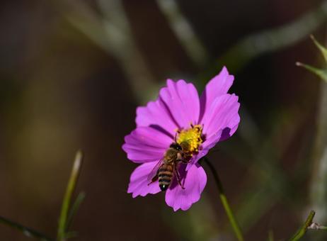 コスモス　咲いた 秋,栃木,宝積寺の写真素材