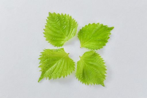 フレッシュな大葉/青じそのイメージ素材 フレッシュな大葉/青じそのイメージ素材 大葉,青じそ,しその写真素材