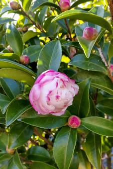ピンクの椿 椿,つぼみ,きれいの写真素材