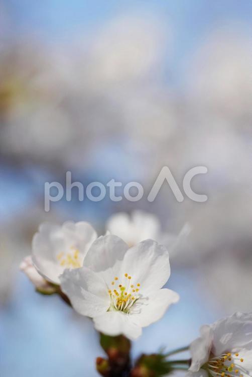 さくら　桜 桜,さくら,サクラの写真素材