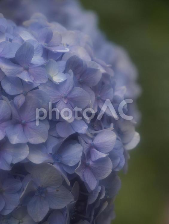 暗いイメージのアジサイ あじさい,青い紫陽花,むらさきの写真素材