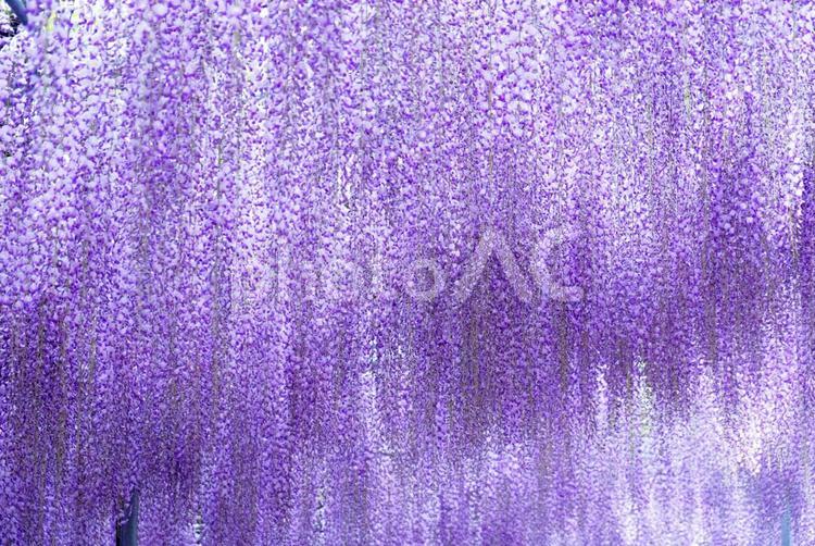 一面の藤 藤,フジ,藤の花の写真素材