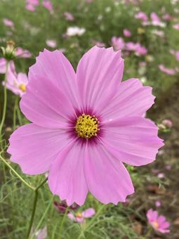 秋の日に咲きほこるコスモスの花 秋の日に咲きほこるコスモスの花の写真