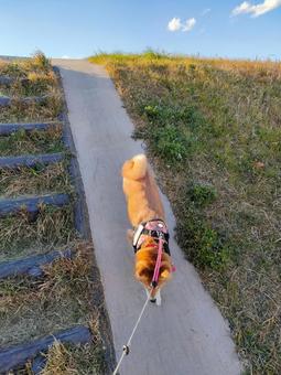 土手の坂を下る柴犬 犬,柴犬,シバの写真素材