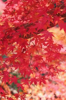 紅葉 紅葉の写真
