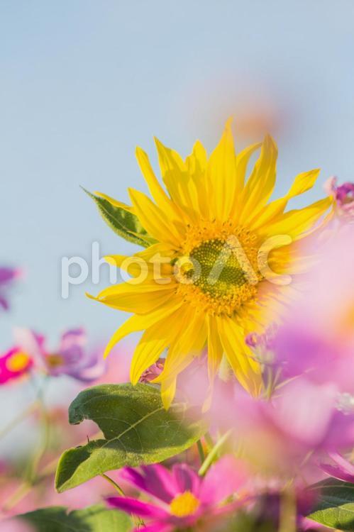 秋桜とひまわり 花,ヒマワリ,コスモスの写真素材