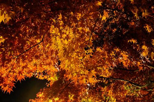 もみじ回廊の写真