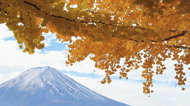 河口湖畔の黄葉した銀杏と富士山 富士山,秋,黄葉の写真素材