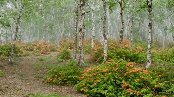 霧の白樺林とレンゲツツジ 霧の白樺林とレンゲツツジ 白樺林,レンゲツツジ,森林の写真素材