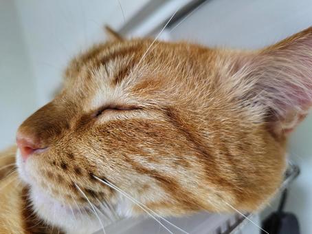 寝てる 寝てる 茶トラ,ねこ,ゴロンの写真素材