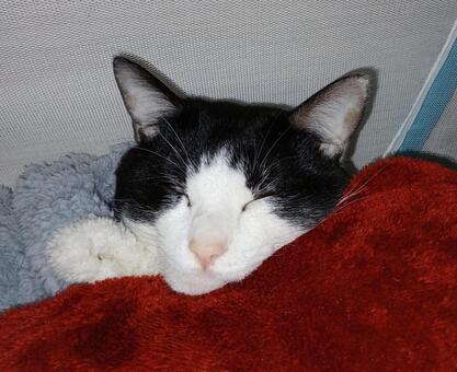 猫 猫,ネコ,ペットの写真素材