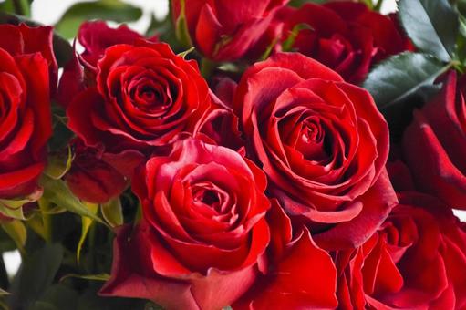 Red Rose, JPG