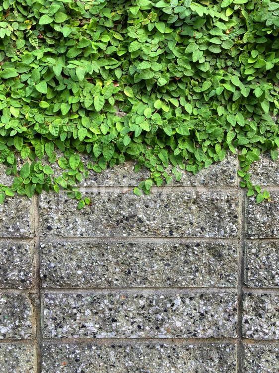 コンクリートブロックの壁面と植物の背景素材_d_05 背景,背景素材,コピースペースの写真素材