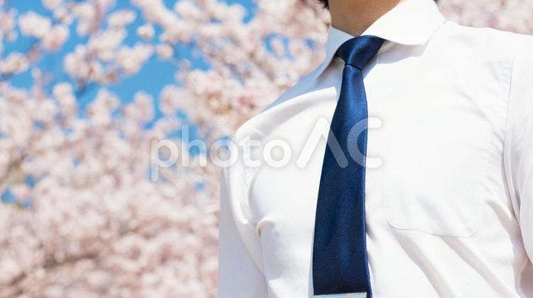 ビジネスマンと桜の木 人物,男性,桜の写真素材